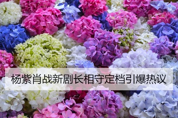 杨紫肖战新剧长相守定档引爆热议